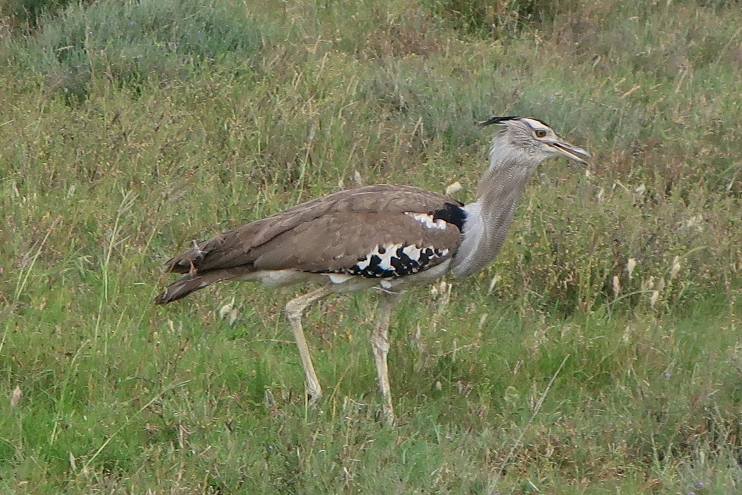 Sectretary Bird in Serengeti